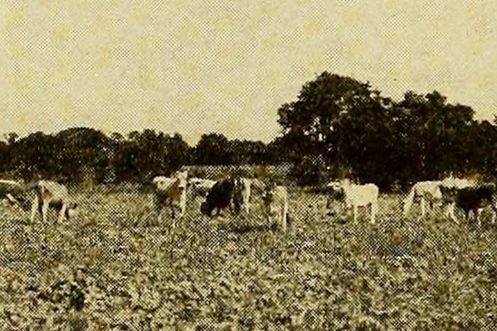 Historic photo of cattle grazing in Buda, TX