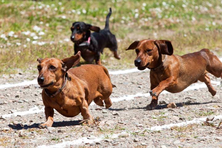 Wiener dogs participating in a race