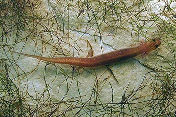 Endangered San Marcos salamander